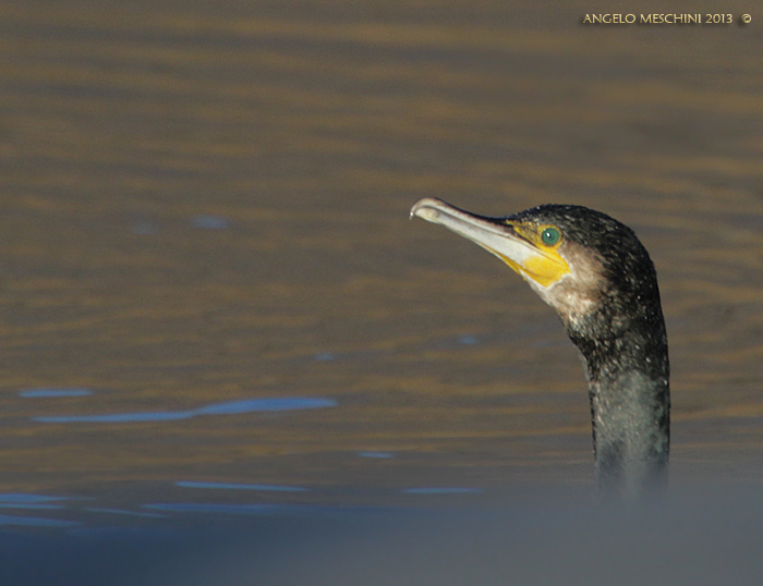 Cormorano Phalacrocorax carbo